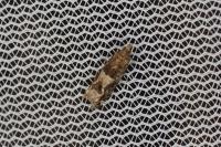 Crocidosema plebejana