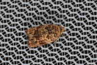 Gypsonoma minutana