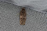 Hofmannophila pseudospretella