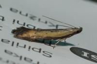 Mesophleps trinotella