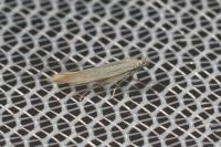 Coleophora