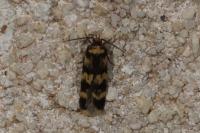 Oegoconia caradjai