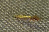 Phyllonorycter leucographella
