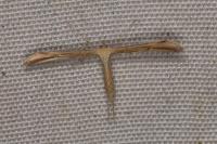 Emmelina monodactyla