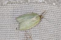 Tortrix viridana