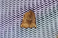 Archips podana