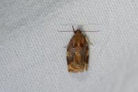 Archips xylosteana