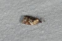 Acleris variegana