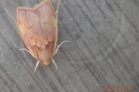 Carcina quercana