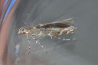 Acrocercops brongniardella