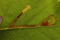 Stigmella continuella