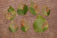Eriocrania sparrmannella