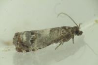 Notocelia trimaculana
