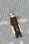 Monopis monachella