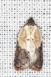 Acleris variegana