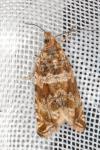 Celypha cespitana