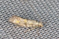 Chrysoesthia atriplicella