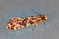 Nemapogon