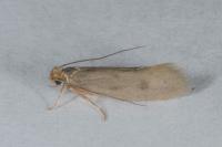 Tinea