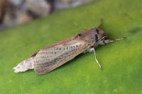 Phragmataecia castaneae