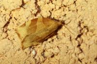Pandemis cerasana