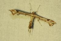 Platyptilia gonodactyla