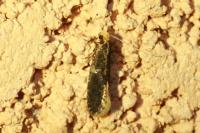 Monopis laevigella