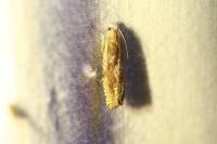 Eucosma balatonana