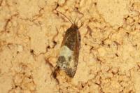 Notocelia cynosbatella