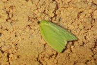 Tortrix viridana