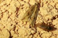 Bactra lancealana