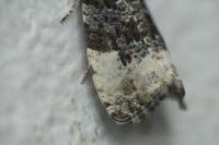 Hedya nubiferana