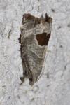 Notocelia uddmanniana