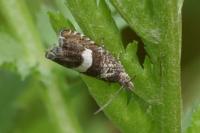 Dichrorampha sequana