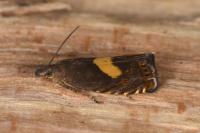 Dichrorampha petiverella