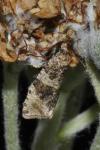 Orthotaenia undulana