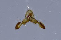 Dichrorampha petiverella