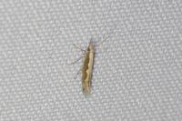 Plutella xylostella