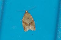 Clepsis consimilana