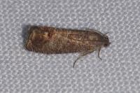 Cydia pomonella