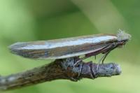 Pleurota aristella