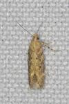 Scrobipalpa