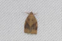 Archips rosana