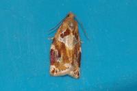 Archips xylosteana