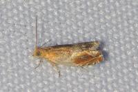 Ancylis obtusana