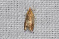 Ancylis obtusana