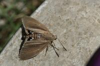Paysandisia archon