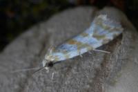 Aethes margaritana