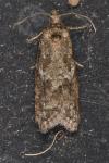 Cnephasia incertana