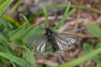 Ptilocephala